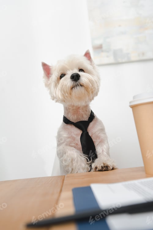 Preview: adorable west highland white terrier in necktie sitting at workplace