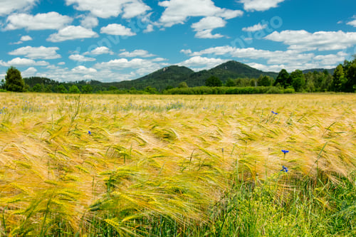 Preview: Closeup view on wheat field and mountains on backgorund in south Poland