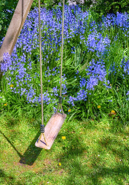 Preview: Bluebells in our informal garden