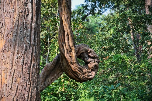 Preview: Tree with twisted branch in Chitwan National Park
