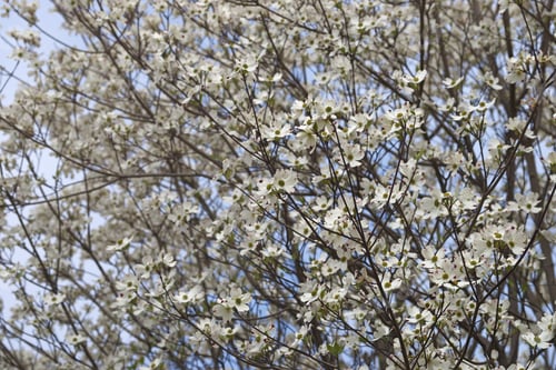 Preview: Flowering Dogwood (Cornus Florida). Called American Dogwood And Eastern Dogwood Also. Symbol Of