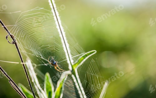 Preview: Spider web close up in wild meadow