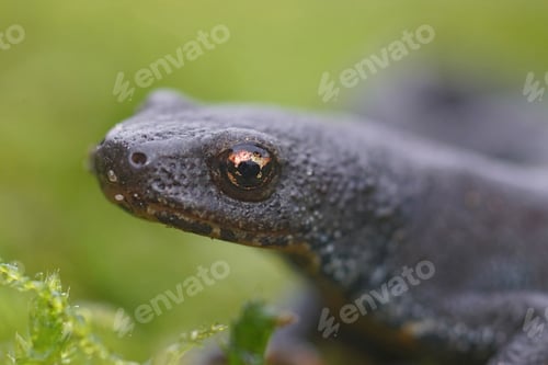 Preview: Closeup on a terrestrial adult female Alpine newt, Ichthyosaura alpestris sitting on green moss