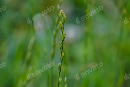 Preview: background green spikelet in the grass