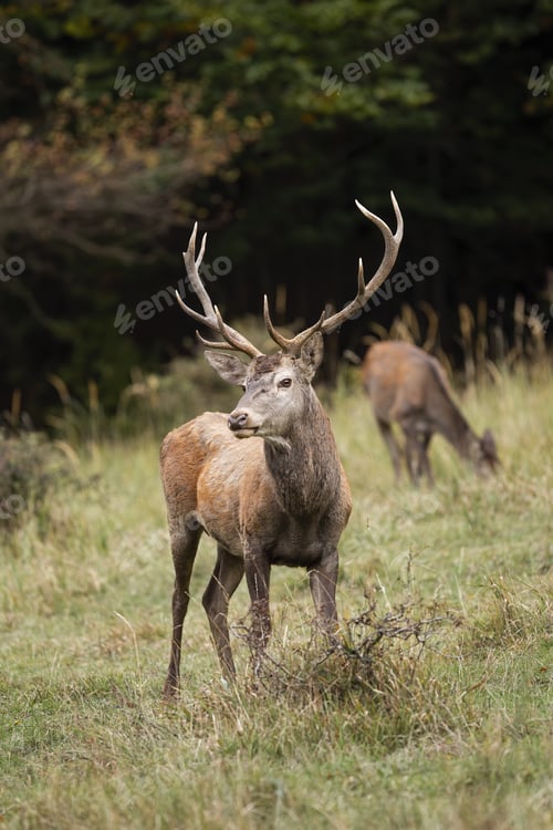 Preview: Majestic red deer standing on field in autumn nature