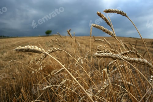Vista previa: harvested wheat field and ears of wheat