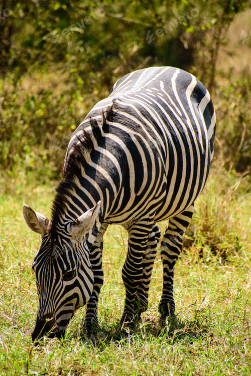 Preview: Zebra grazing in the savannah.