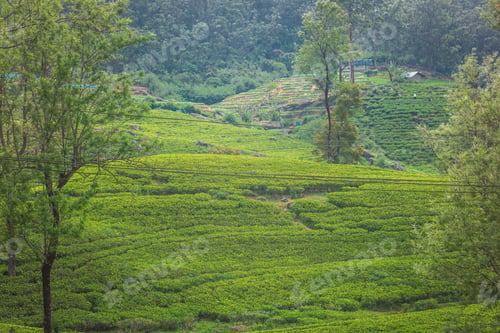 Preview: Green plantation of Ceylon tea