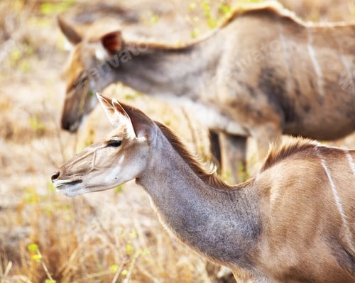 Preview: Two Female Kudus in South Africa