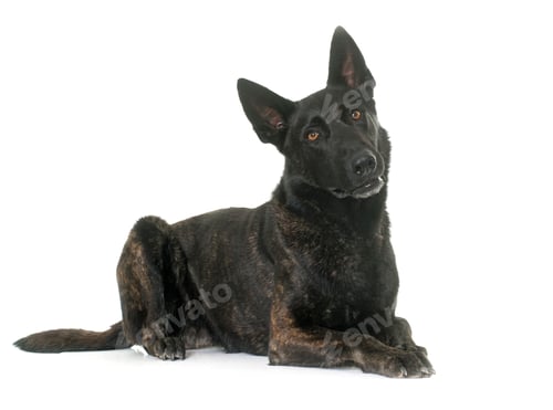 Preview: dark dutch shepherd