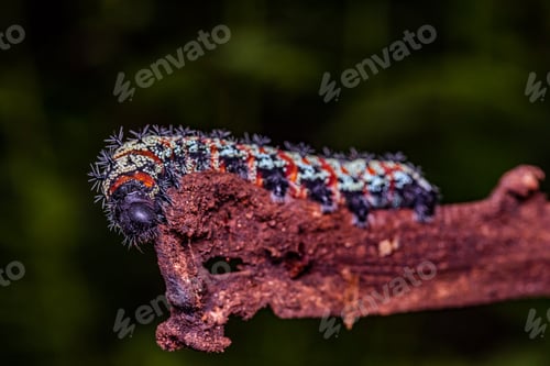 Preview: Kenya Small Insects Macro Animals Fauna Plants Flowers Vegatations Field