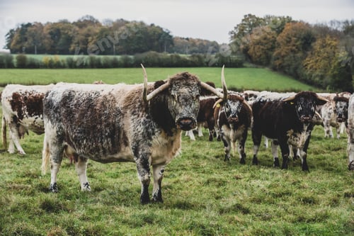 Preview: Herd of English Longhorn cows standing on a pasture.