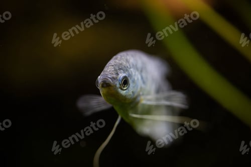 Preview: Freshwater aquarium fish