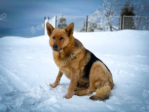 Preview: Cute german shepherd dog sitting in the snow in the mountains