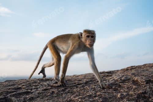 Preview: monkey going on top of mountain at blue sky background