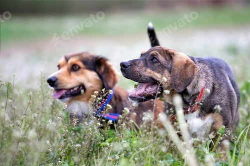 Preview: Dog in magic dandelion meadow.
