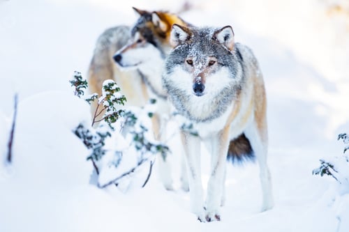 Preview: Two large wolves in cold winter landscape