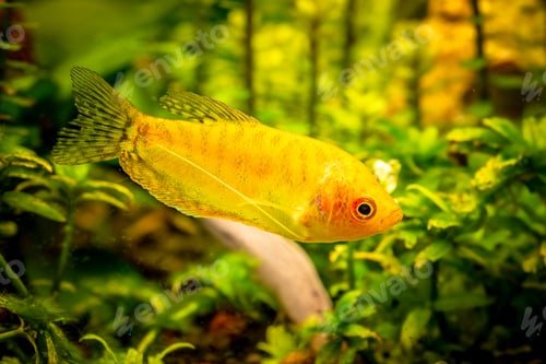 Preview: Gold Gourami Trichogaster trichopterus . Fish tank concept