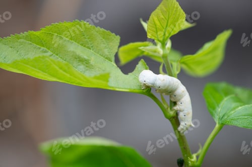 Preview: silkworm