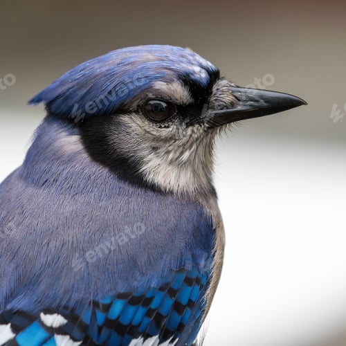 Preview: Closeup shot of a cute Blue Jay (Cyanocitta cristata) isolated on a blurred gray background