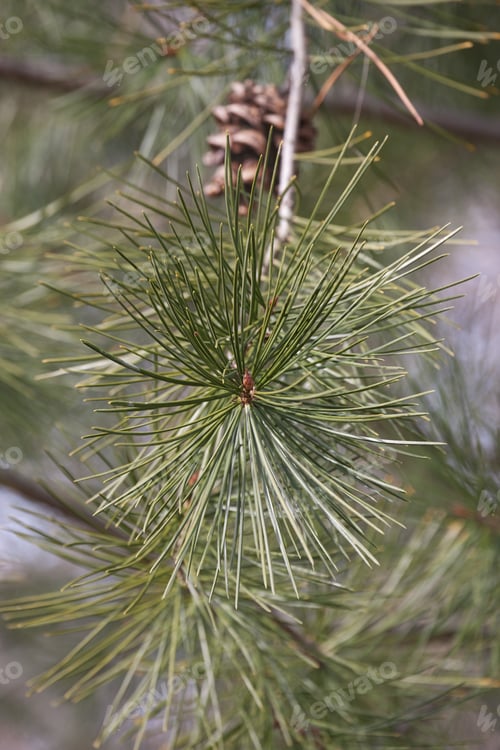 Preview: Lace-Bark Pine (Pinus Bungeana). Twig With Winter Bud