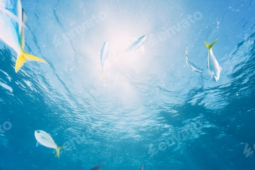 Preview: sunburst photo of the surface in the ocean with fish