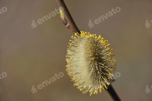 Preview: bud blooming on a willow branch on a neutral background. it's time for spring