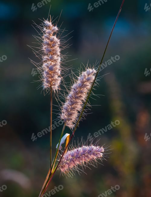 Preview: Wild flower in meadow, grass flower Nature background.