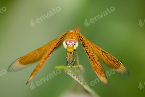 Preview: The beauty of the flower garden with its macro animals
