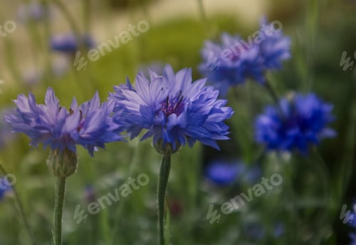 Preview: Blue wild flowers in a green meadow flooded with sunlight