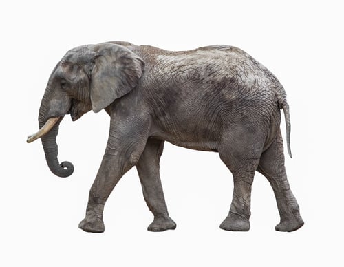 Preview: Elephant isolated on white