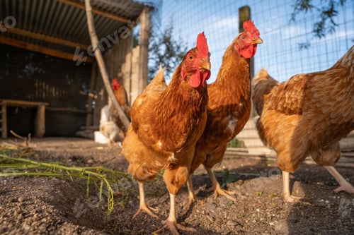 Preview: chickens are running around in a pen by each other's cage