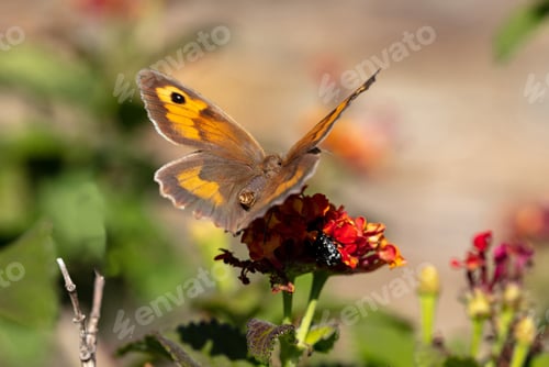 Preview: Closeup view of a butterfly on a red orange color blossom in spring