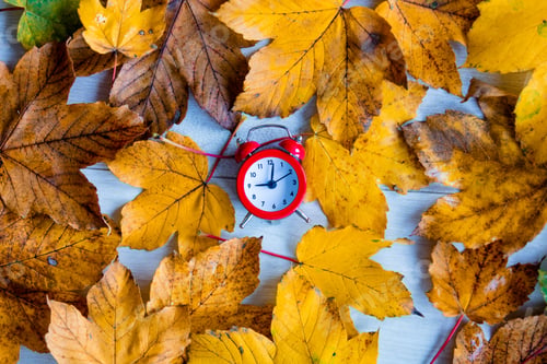 Preview: clock on autumn maple leaves