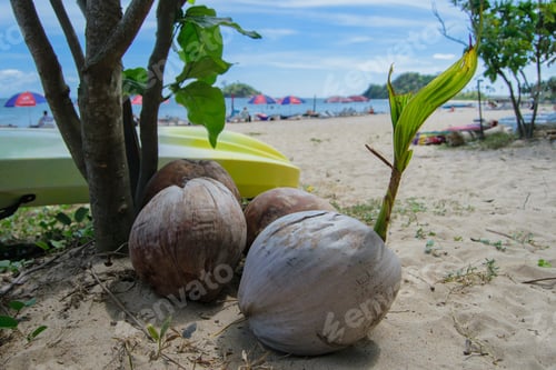 Preview: Sprouted coconut on a beach in El Nido, Palawan, Philippines