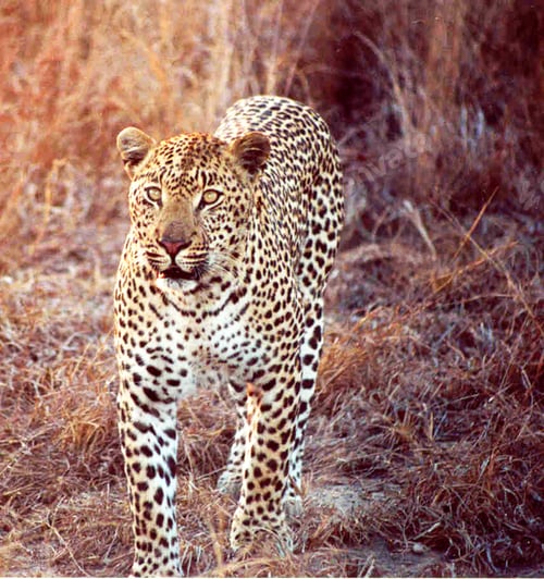 Preview: A Beautiful Wildlife photography pictures