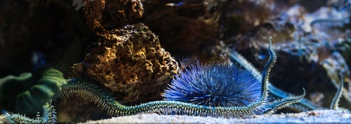 Preview: Green Brittle Star (Ophiarachna incrassata)
