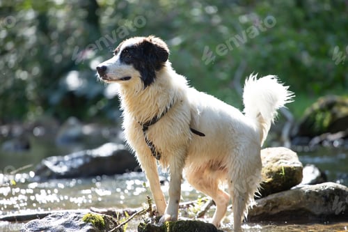 Preview: Happy dog in water.