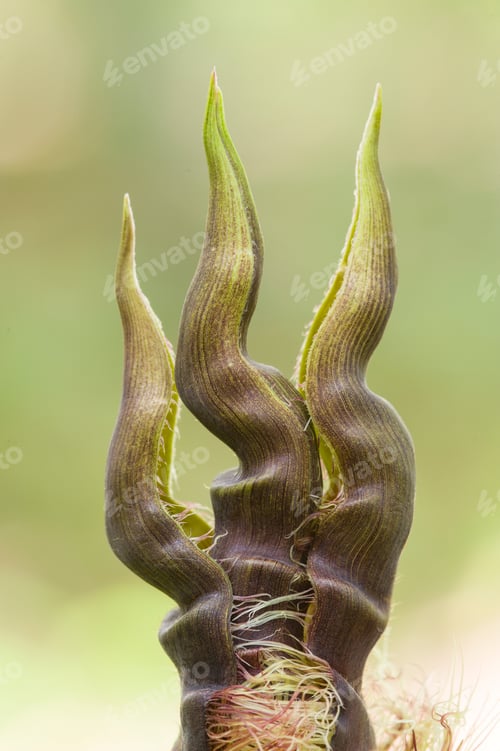 Preview: Detail of bamboo bud