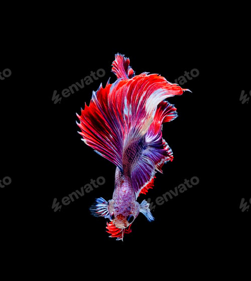 Preview: Betta fish, siamese fighting fish, betta splendens isolated on black background