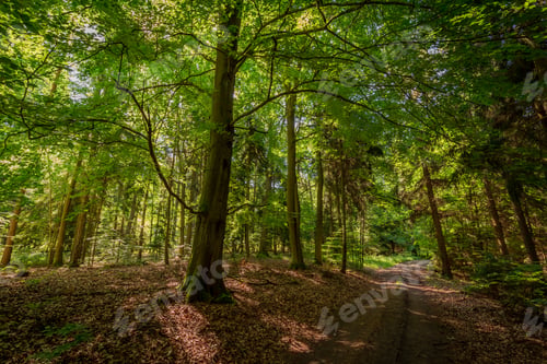Preview: Colorful summer in the forest in Poland