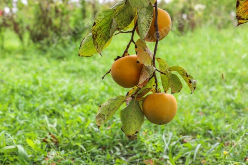 Preview: Autumn fruits hanging on a tree branch in the garden.