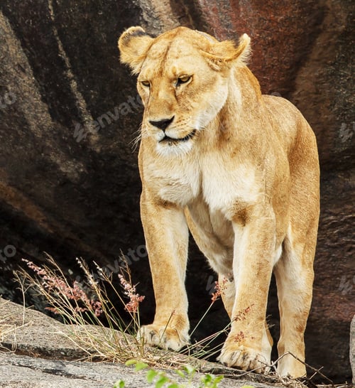 Preview: A Beautiful Wildlife in the World in pictures