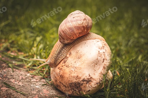 Preview: The snail sits on the champignon