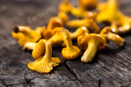 Preview: Fresh chanterelle mushrooms on a wooden background