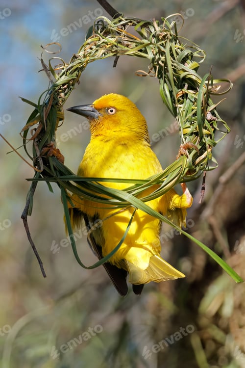 Preview: Cape weaver building a nest