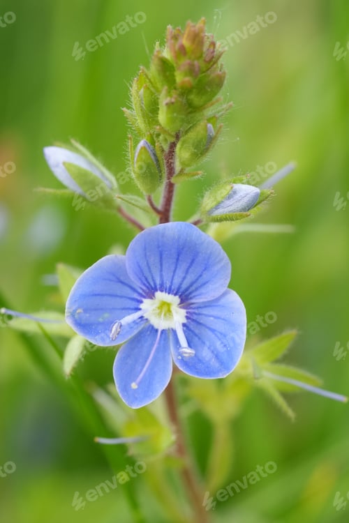 Preview: Colorful closeup on the emerald blue flower of the germander speedwell, Veronica chamaedrys