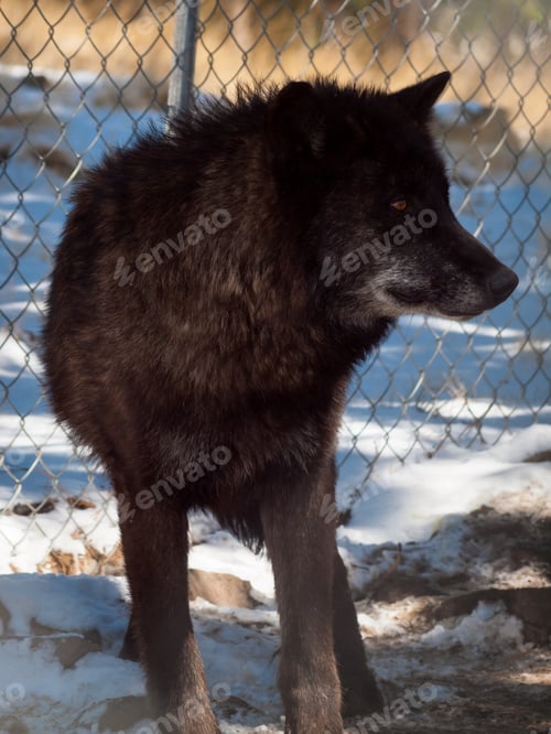 Preview: Wolf