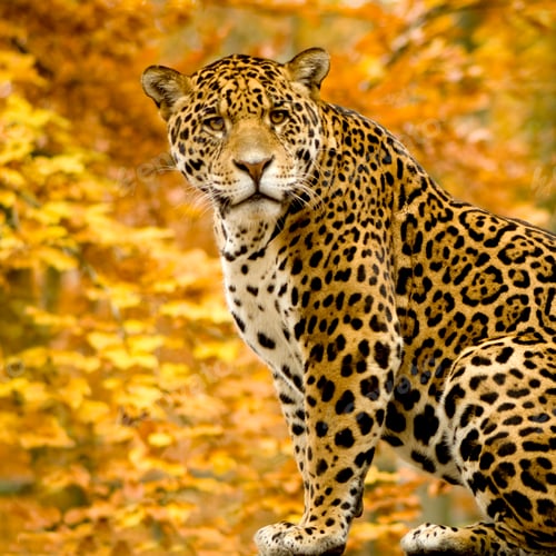 Preview: Jaguar - Panthera onca