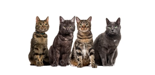 Preview: Large group of crossbred domestic cats sitting in a row, pets, isolated on white